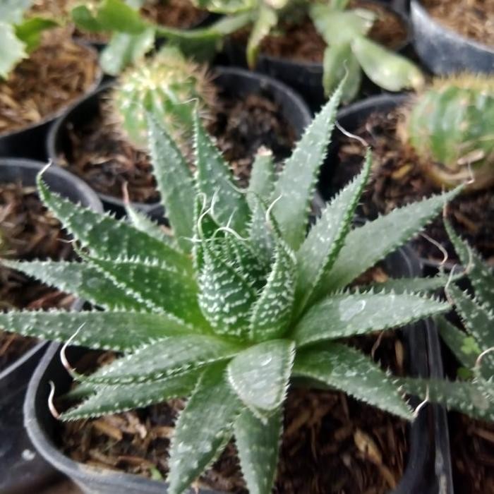 

Tanaman Kaktus Lace Aloe Haworthia