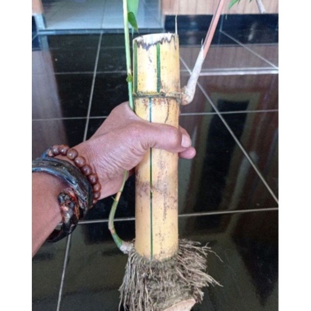 Bambu kuning bonggol besar bahan bonsai  .