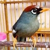 POKSAY MANDARIN RAJIN BUNYI