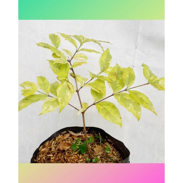 tanaman hias anting putri kuning/Bibit tanaman hias anting putri kuning