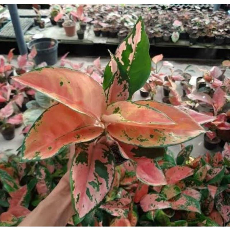 aglonema kocin tembaga/aglonema kocin tembaga murah/aglonema murah