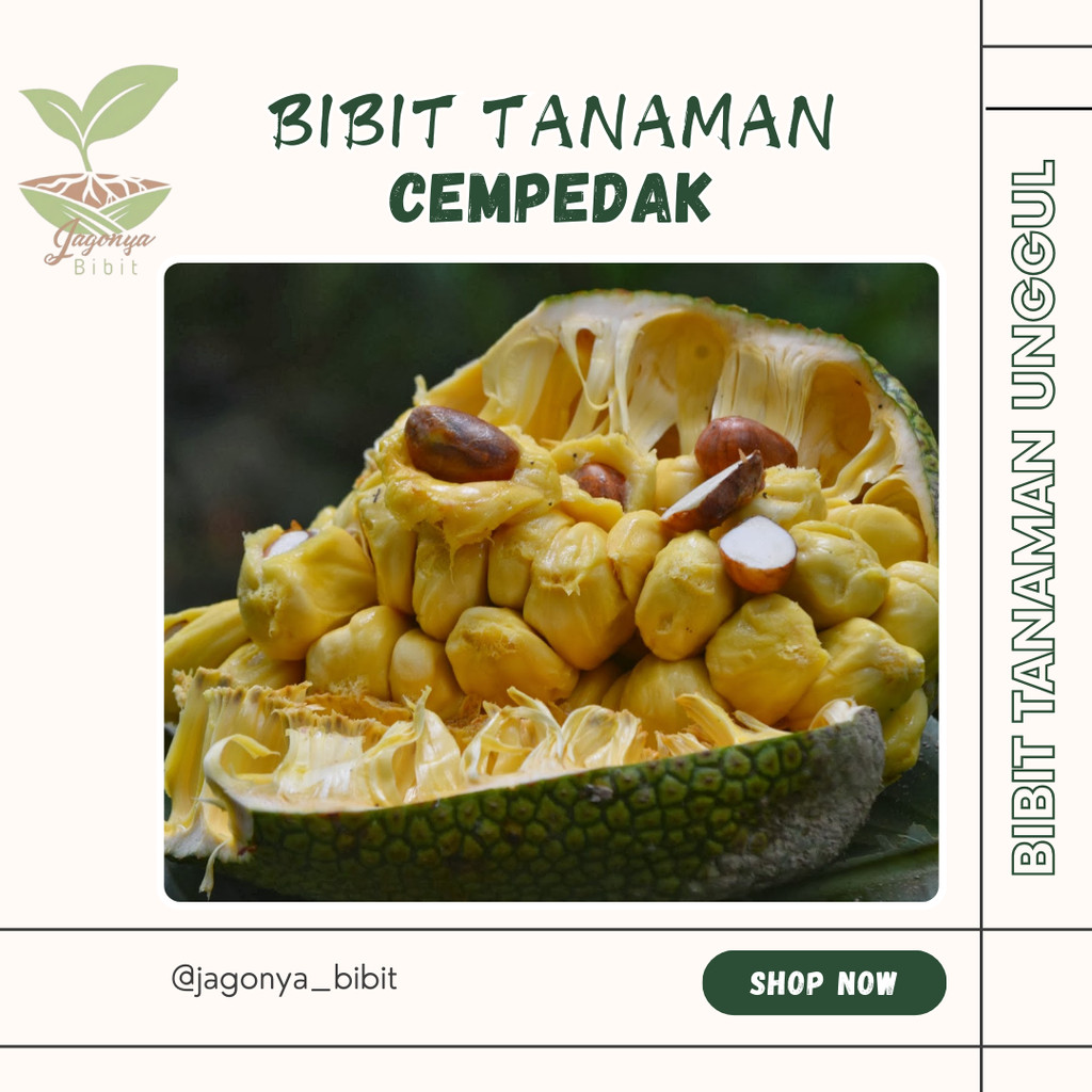 Bibit cempedak Okulasi Siap Tanam Cepat Berbuah