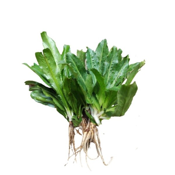 

Termurah Daun walang sangit atau walang cina segar 100gram organik dan siap petik