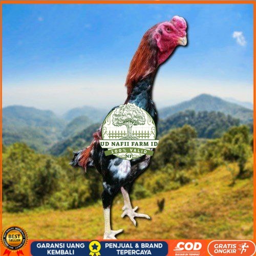 

telur ayam shamo jepang ori petarung bisa untuk di tetaskan UD NAFII FARM ID
