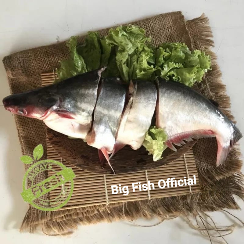 

Ikan Patin Segar ±1Kg