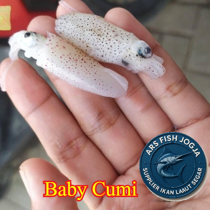 Baby Cumi Segar Fresh Cumi Cendol 1Kg - 500 gram, 1 Pak