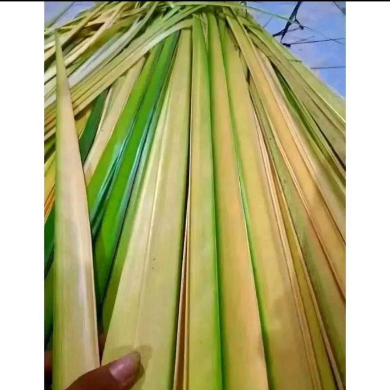 

cod daun kelapa bahan cangkang ketupat/25pcs