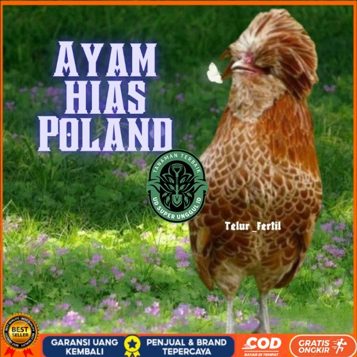 

telur ayam hias Poland bisa untuk di tetaskan original berkualitas UD_SUPER_UNGGUL_ID