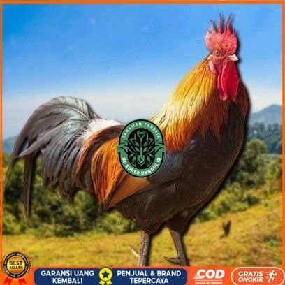 

telur tetas ayam shamo super UD_SUPER_UNGGUL_ID