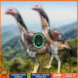 

telur tetas ayam shamo super berkualitas unggul UD_SUPER_UNGGUL_ID