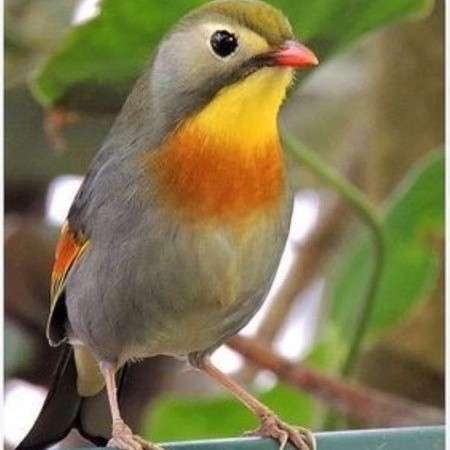 ROBIN IMPORT JANTAN MULUS ( RAJIN BUNYI )