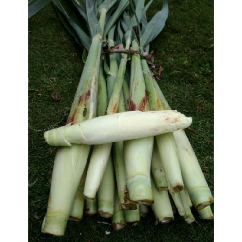 

Cod TERMURAH Sayuran Segar Terubuk Turubuk, Tebu telor Terubus per ikat isi 10 '