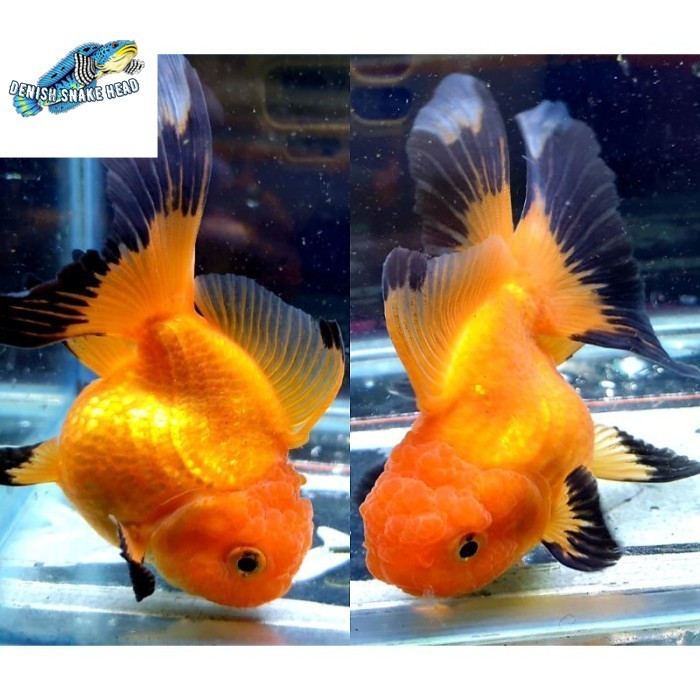 koki oranda black gold PAKET SEPASANG PAIR  10-13 CM