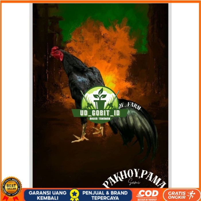 

Telur Ayam Pakhoy X Pama Vertil Siap Di Tetaskan Jaminan Super Oiginal Bergaransi UD_GOBIT_ID