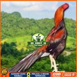 

PAKET 3 BUAH TELUR AYAM BANGKOK EKOR LIDI (FRESH) UD_GOBIT_ID