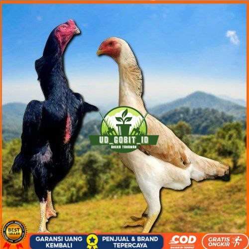 

telur ayam shamo japan original UD_GOBIT_ID