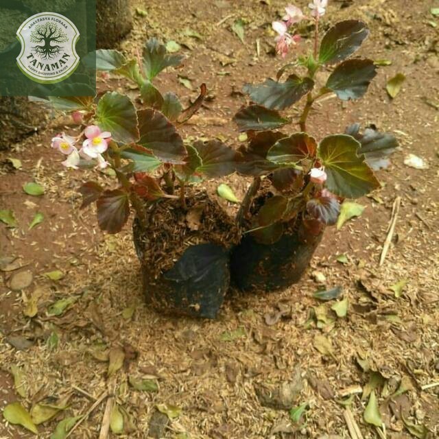 Tanaman Hias Begonia Tanaman Bunga Begonia