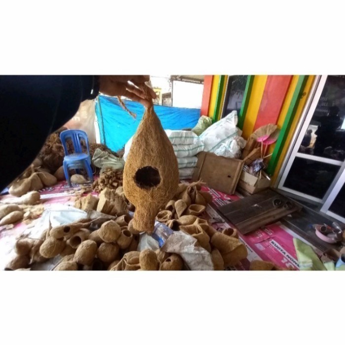 sarang burung sabut kelapa manyar tupai bajing sugar glider murah alami (Sorvernirshop) #*