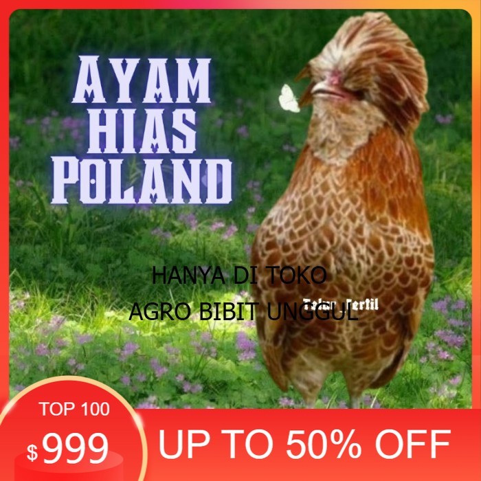 

telur ayam hias Poland bisa untuk di tetaskan original berkualitas agro.bibit.unggul