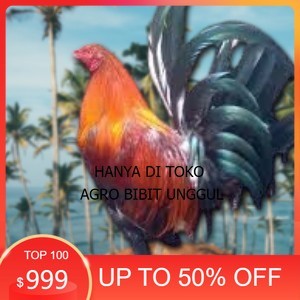 

telur ayam Philipin asli AK47 untuk di tetaskan agro.bibit.unggul