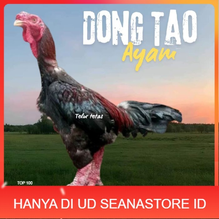 

telur ayam dong tao Vietnam ori bisa untuk di tetaskan original berkualitas UD SEANASTORE ID