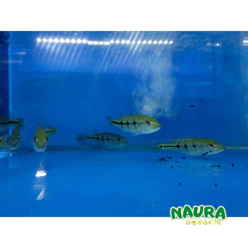 Ikan Pbass Xingu 7-9 cm peacock bas tankmate