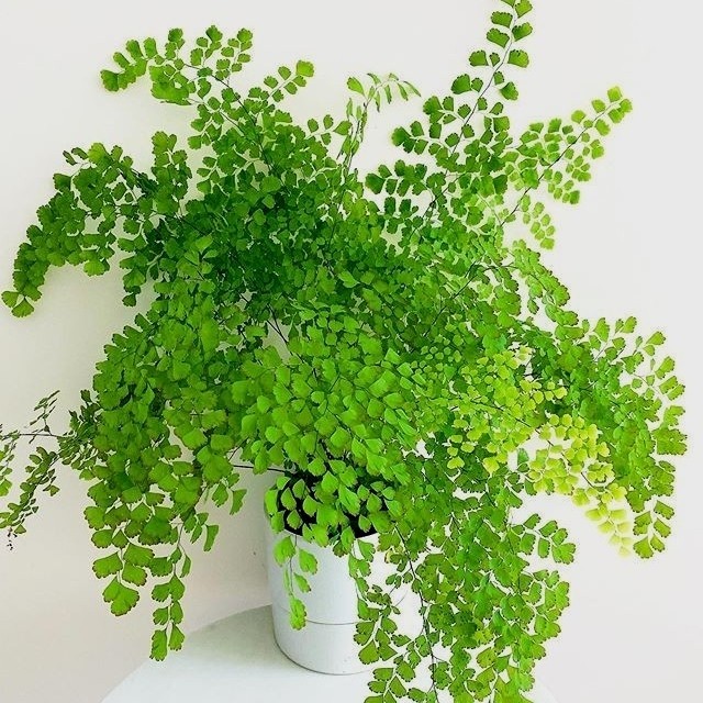 tanaman hias suplir daun kecil - suplir koin