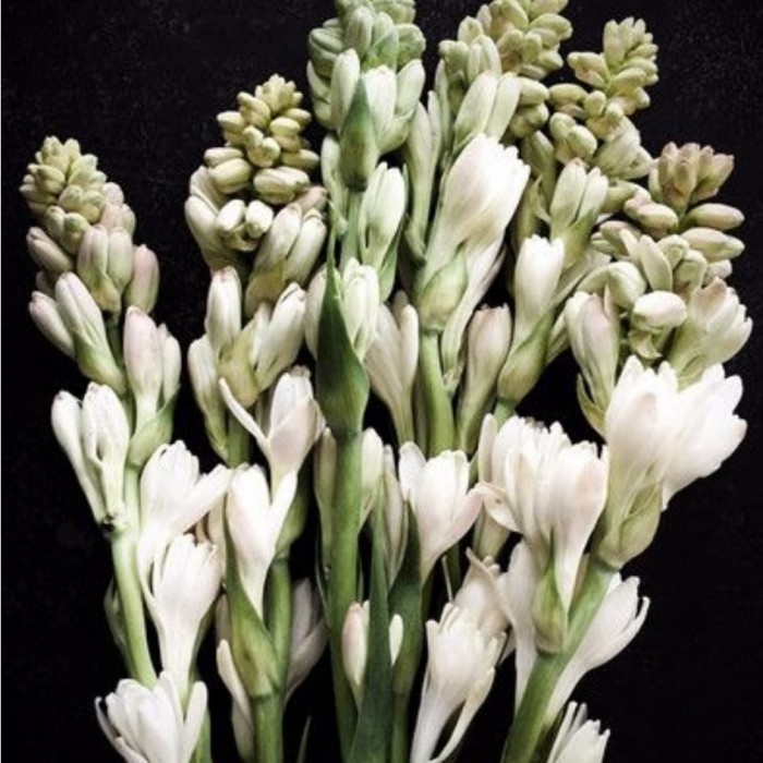 Bunga Sedap Malam Segar per 10 tangkai