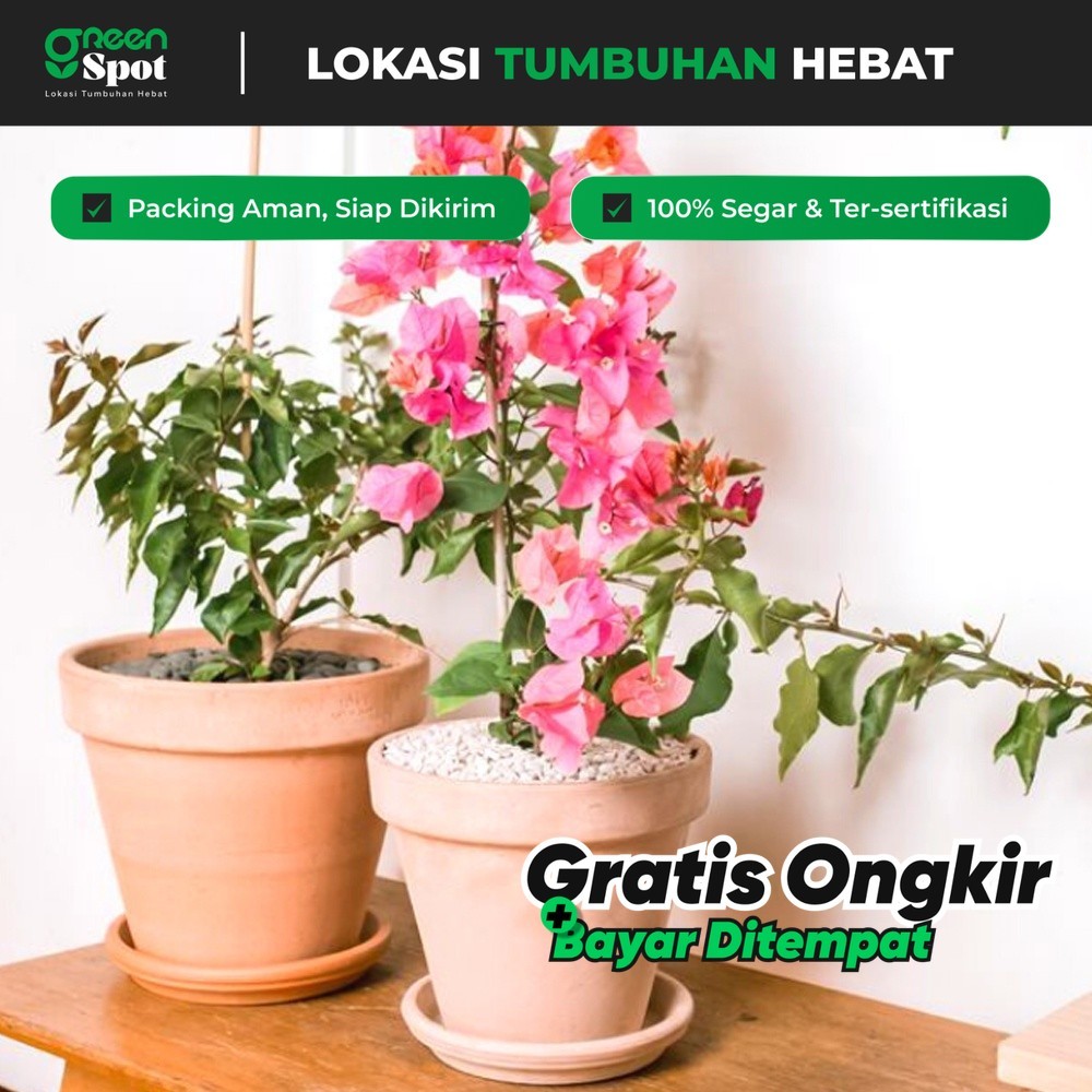 bunga kertas 3 warna / Bougenville tricolor