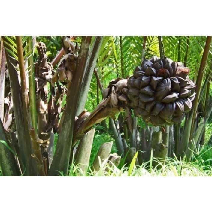 

Buah Dahon Buah Nipah Muda 1kg