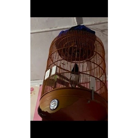 Burung Kacer jabar Gacor Dor Ngobra Fullset