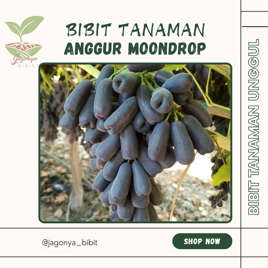 

anggur import mondroop