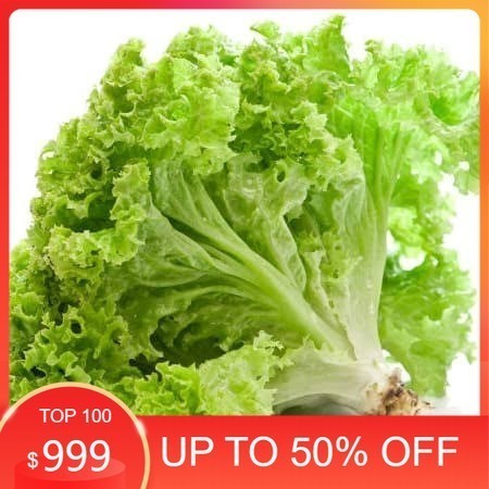 

LBJ Selada Lalapan Super fresh 250gr