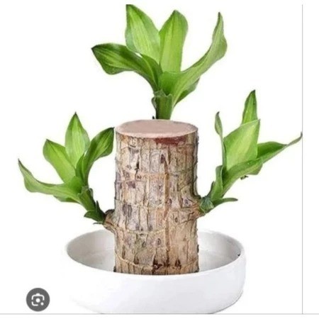 BRAZILIAN WOOD BAHAN BONSAI