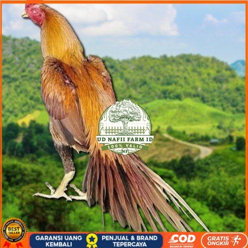 

Telur Ayam Ekor lidi (ORI) UD NAFII FARM ID