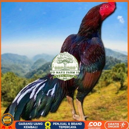 

telur ayam shamo eropa Ori petarung bisa untuk di tetaskan UD NAFII FARM ID