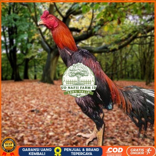 

Telur Ayam Pakhoy Super Vertil Siap Di Tetaskan Jaminan Super Oiginal Bergaransi UD NAFII FARM ID