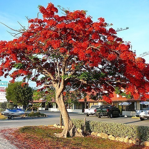 Pohon Flamboyan Merah | Pohon Pelindung Flamboyan