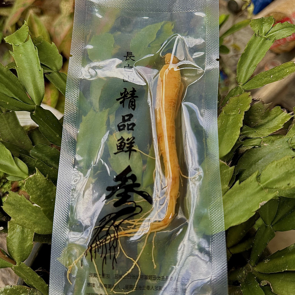 

Akar Ginseng Segar 20gr Kemasan Vakum