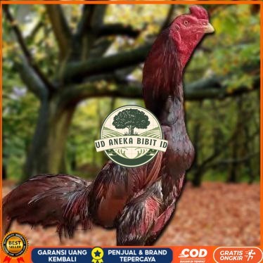 

Telur Ayam Pakhoy Ori Vertil Siap Di Tetaskan Jaminan Super Oiginal Bergaransi UD ANEKA BIBIT ID