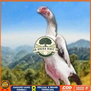 

telur tetas ayam shamo aduan vertil super garansi UD ANEKA BIBIT ID