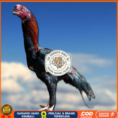 

4 BUTIR TELUR ASSEL HARGA KERJA!! UD GHANIYY BIBIT ID