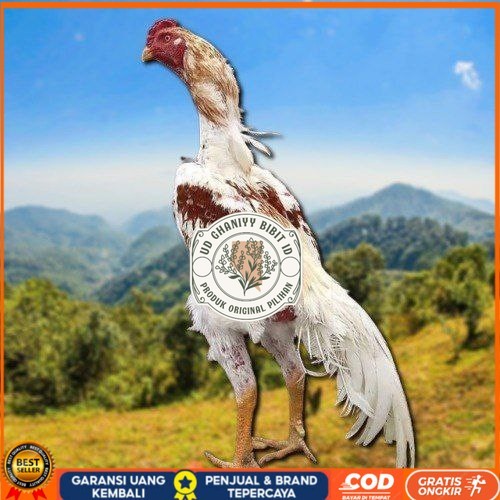 

telur tetas ayam shamo high quality UD GHANIYY BIBIT ID