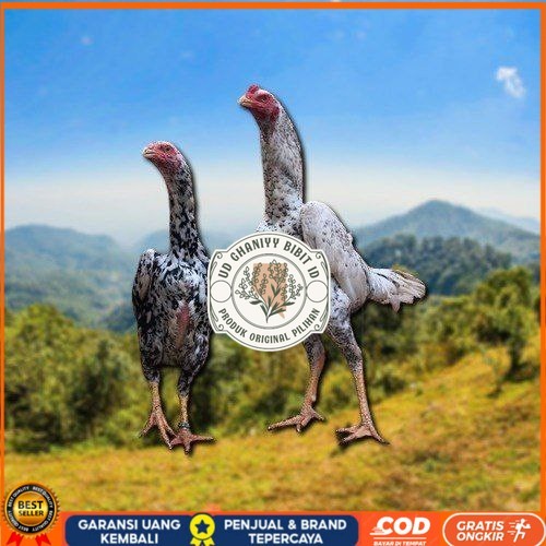 

telur tetas ayam shamo besar UD GHANIYY BIBIT ID