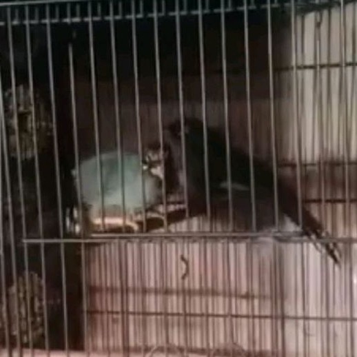 POKSAY MANDARIN SEPASANG