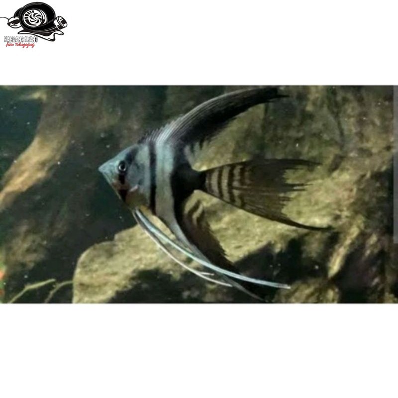 hiasan akuarium manfish BW slayer size m menpis