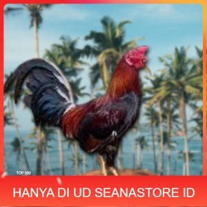 

telur ayam philipin asli AK47 bisa untuk di tetaskan jumbo UD SEANASTORE ID