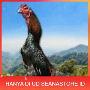 

telur tetas ayam shamo hitam merah UD SEANASTORE ID