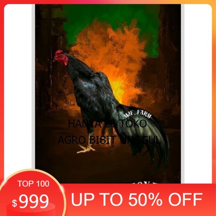 

Telur Ayam Pakhoy X Pama Vertil Siap Di Tetaskan Jaminan Super Oiginal Bergaransi agro.bibit.unggul