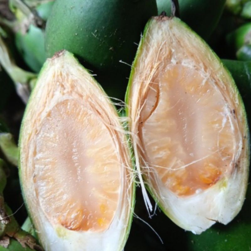 

SAHABATANI Promo 1kg Buah Pinang Jame Muda Segar-buah